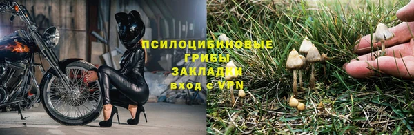 PSILOCYBIN Вязьма